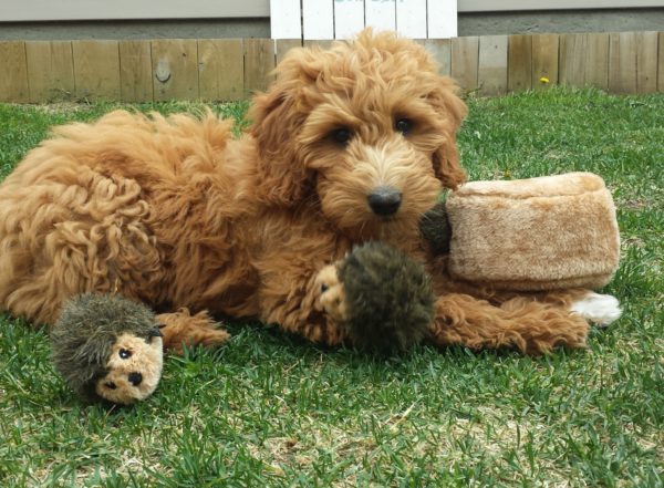 ZippyPaws Zippy Burrow Hedgehog Dog